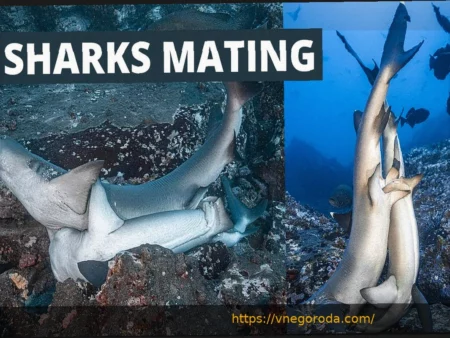 Коко Гауфф вышла в свой первый финал Miami Open, обыграв Мухову