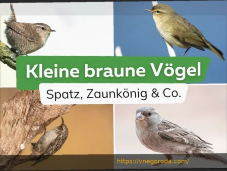 Greuther Fürth ищет путь к победе в матче против Preußen Münster