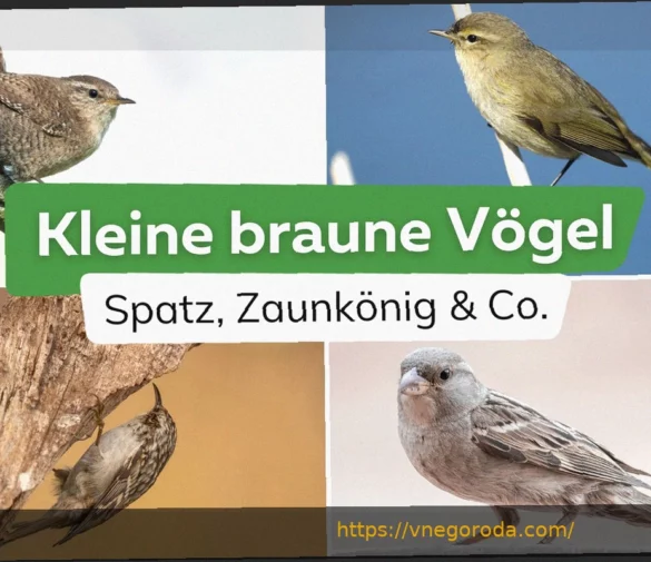 Greuther Fürth ищет путь к победе в матче против Preußen Münster