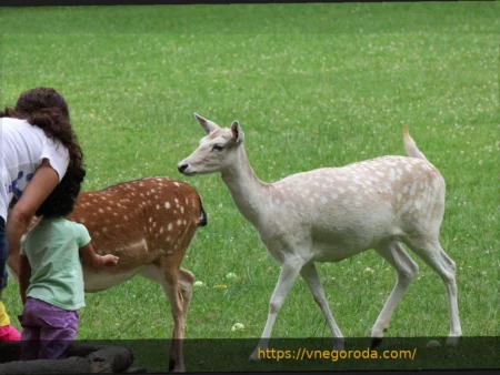 Юнг продлил контракт с «Карлсруэ», Эглофф под прицелом «Нюрнберга»